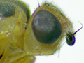 Thaumatomyia hallandica